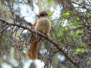Siberian Jay sitting on the fir branch