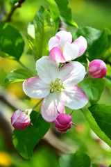 Fototapeta na wymiar Zartrosa Apfelblüten im Sonnenschein