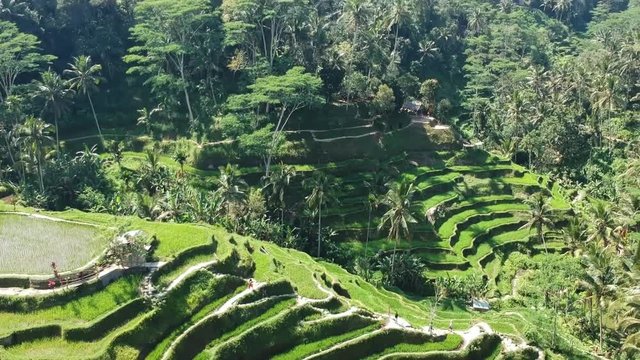 Drone shot in Tegalalang Rice Terrace with palms