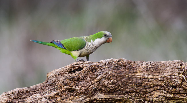 Parakeet,feeding on wild fruits, La Pampa, Patagonia, Argentina