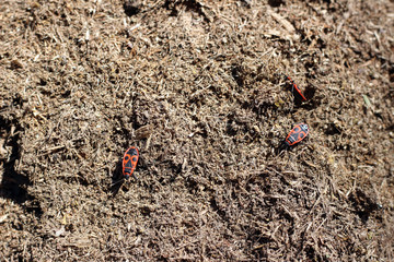 Firebugs pyrrhocoris apterus group on wood pulp surface