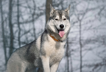 Sibirien Husky