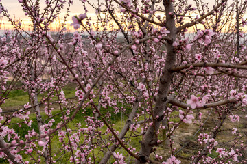 Peach tree in bloom, with pink flowers at sunrise. Aitona. Agriculture.