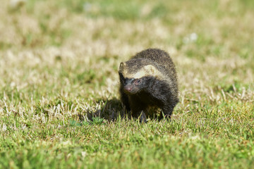 Little grison,Pampas, Patagonia, Argentina
