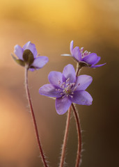 Przylaszczka - Wiosenne kwiaty