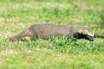 Fototapeta premium Little grison,Pampas, Patagonia, Argentina