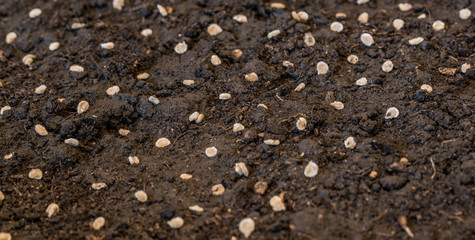 Vegetable seeds in a fresh garden ground in the garden