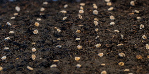 Vegetable seeds in a fresh garden ground in the garden