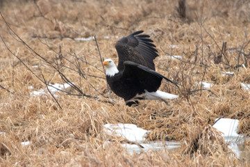 Classic Eagle Pose