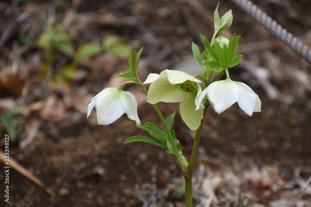 Sticker lenten hellebore flowers