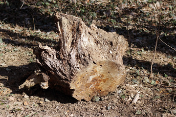 Tree stump old dead dry park forest woods