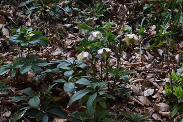 lenten hellebore flowers