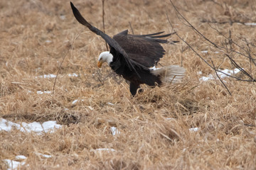 Put Your Left Wing In�