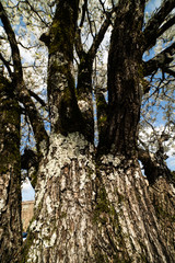 Trunk of a blooming Dogwood tree in spring