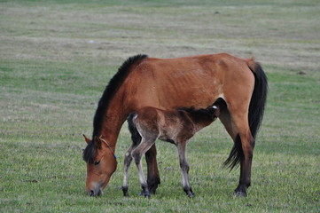 Fototapeta premium mare and foal
