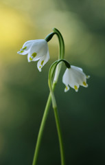 Obraz premium Śnieżyca -Wiosenne kwiaty