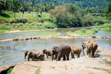 Fototapeta na wymiar Morning shower of elephants