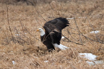 Bald Eagle in Winter Grass