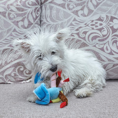 Very cute puppy west highland white terrier playing with toy on the bed