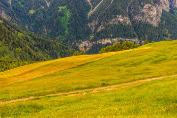 Alpe di Siusi, Seiser Alm with Sassolungo Langkofel Dolomite, a close up of a lush green hillside