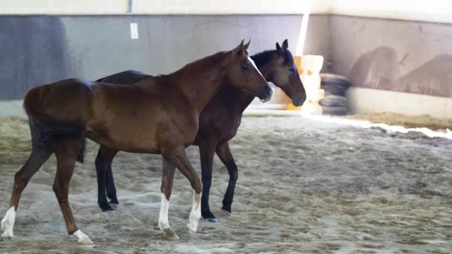 Slow Motion Video - Horse Gait in Stable