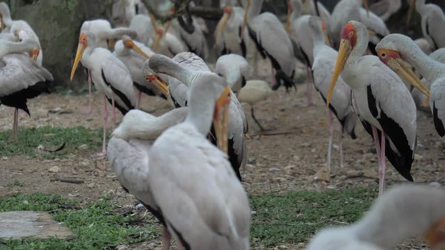 Crowd of yellow-billed Stork