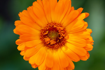 orange flower on green background