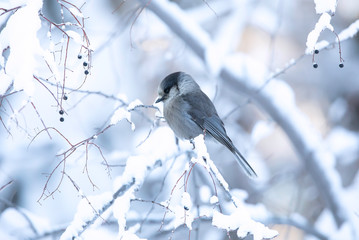 Gray or Canada jay