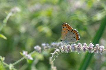 Lycaenidae / Küçük Ateş / / Lycaena thersamon