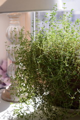 thyme  in a pot pot,Thymus, thyme, plant, garden, nature, home, lagom, hygge, herbs, green, spring, gardening, floral, summer, blossom, flora, white, leaf, beauty, bloom,  decoration, herb, color