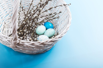Willow in white whicker basket on blue pastel background