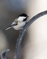 Black-capped Chickadee