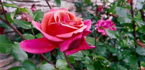 Rose flower on the branch with large varied pink hues.