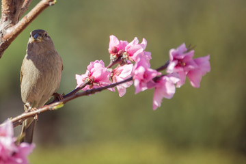 litle sparrow on a tree