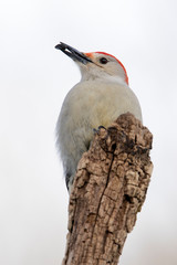 Beautiful photo of a Male Red-bellied Woodpecker (Melanerpes carolinus) holding and eating a sunflower seed on a tree stump.