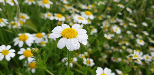 daisy flower detail with dew drops on its white petals on a background of green leaves and other daisy flowers.