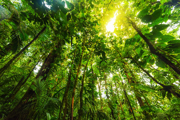 Tall green trees in Basse Terre jungle in Guadeloupe - obrazy, fototapety, plakaty