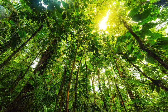 Tall green trees in Basse Terre jungle in Guadeloupe