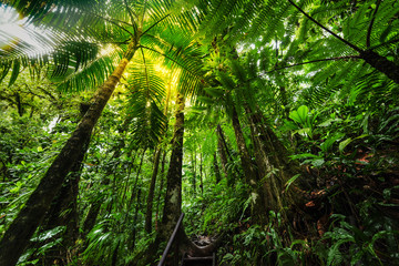 Lush vegetation in Basse Terre jungle in Guadeloupe