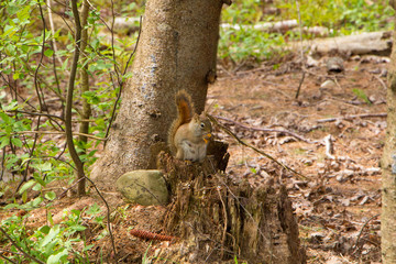 Squirrel