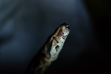 Boa constrictor imperator normal.  Exotic animals in the human environment. Snake on a dark background.