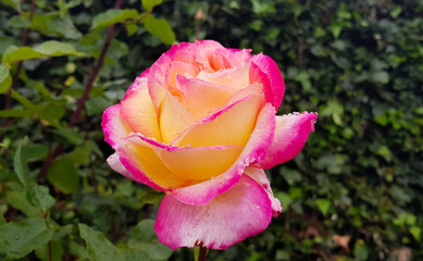 Rose flower on the branch with large varied pinks and yellows hues.