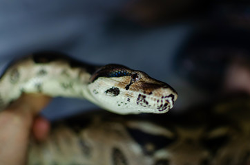 Boa constrictor imperator normal.  Exotic animals in the human environment. Snake on a dark background.