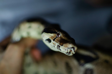 Boa constrictor imperator normal.  Exotic animals in the human environment. Snake on a dark background.