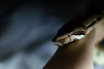 Boa constrictor imperator normal.  Exotic animals in the human environment. Snake on a dark background.