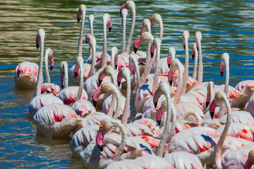 Flamencos en desfile nupcial. Camarga, Francia