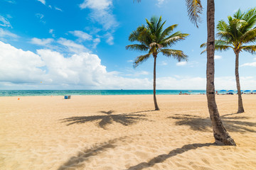 Fototapeta na wymiar Palm trees and white sand in Fort Lauderdale shore