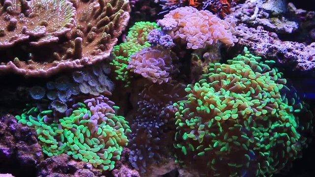Dream coral reef aquarium fish scenes