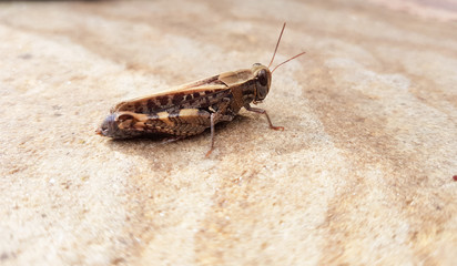 macro image of brown grasshopper on the sand.