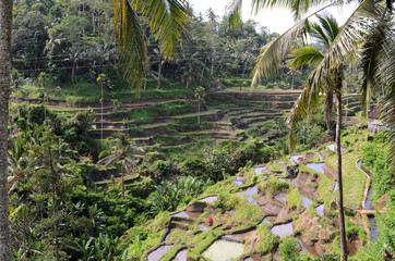 Fototapeta na wymiar Tegalalang rice terraces in Ubud, Bali